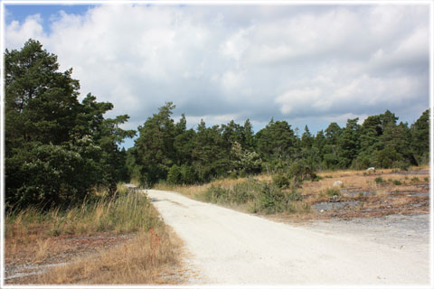 Sajgs naturreservat i Hellvi