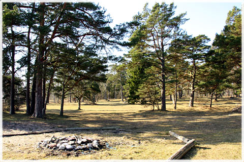 Strandskog vid Hammars fiskelge i Norrlanda