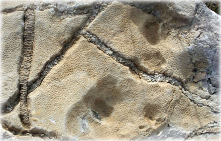 Fossil