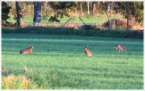 Gotland, Hare - foto: Bernt Enderborg