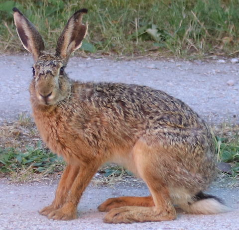 Fälthare, tyskhare, slätthare, Lepus Europaeus