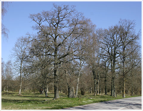 Gotland, Bildstenen i Sanda - foto: Bernt Enderborg