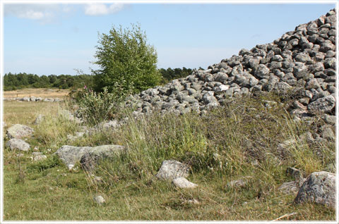 Uggarde rojr, ena kanten med stenringen