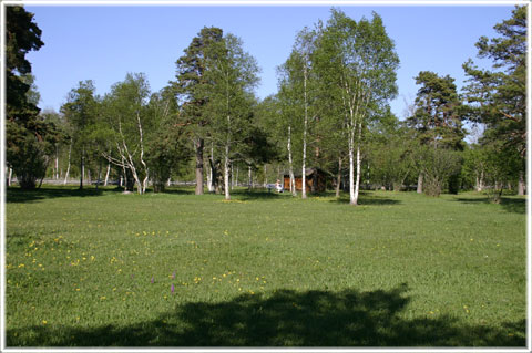 Gotland, Anga prästänge - foto: Bernt Enderborg