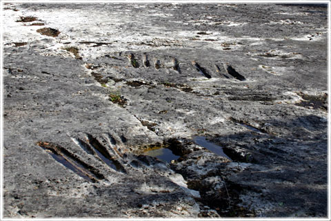 Gotland, Svärdslipningsstenar - foto: Bernt Enderborg