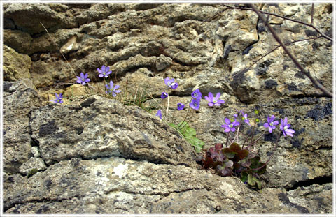 Gotland, Det växer fritt på Gotland - foto: Bernt Enderborg