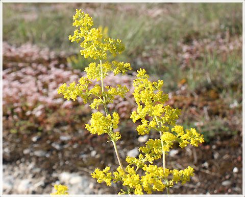 Gotland, Gulmåra - foto: Bernt Enderborg