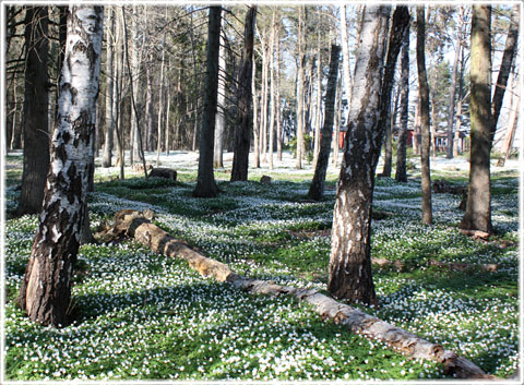 Gotland, Vitsippa - foto: Bernt Enderborg