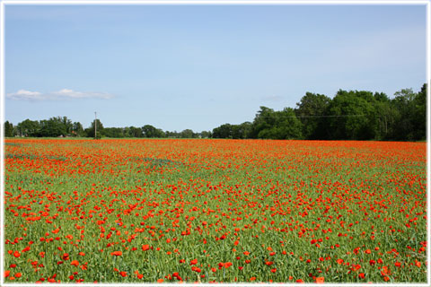 Gotland, Rågvallmo - akartulpan - foto: Bernt Enderborg