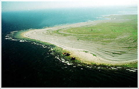 Gotland, Norsholmen - foto: Björn Pettersson