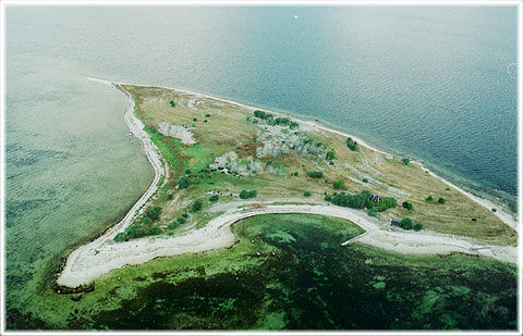 Gotland, Skarpholmen - foto: Björn Pettersson