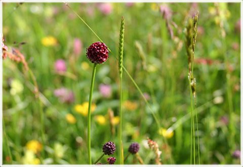 Gotland, Käldänge - foto: Bernt Enderborg