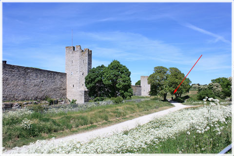 Gotland, Ringmurens storlek - foto: Bernt Enderborg