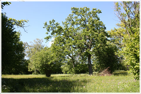 Gotland, Etelhem kyrkäng - foto: Bernt Enderborg