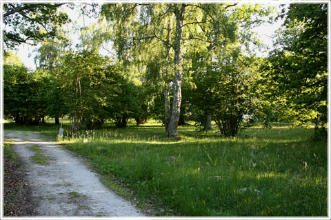 Gotland, Hemängen i Ljugarn - foto: Bernt Enderborg