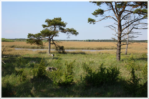 Gotland, Muskmyr - foto: Bernt Enderborg