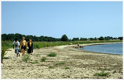 Gotland, Skvalpviken - foto: Björn Pettersson