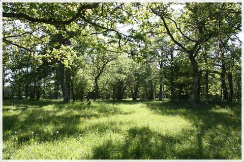 Gotland, Solsänget - foto: Bernt Enderborg