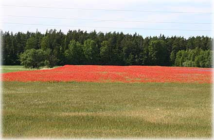 Gotland, Åkrarnas färger - foto: Bernt Enderborg