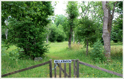 Gotland, Valla änge - foto: Bernt Enderborg