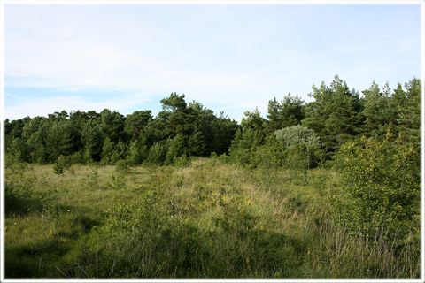 Gotland, Haugajnar - foto: Bernt Enderborg