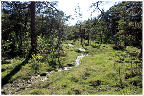 Gotland, Mallgård källmyr - foto: Bernt Enderborg