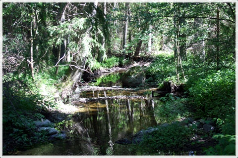 Gotland, Ollajvs naturreservat - foto: Bernt Enderborg