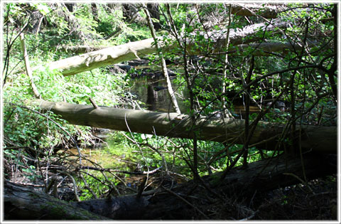 Ollajvs naturreservat