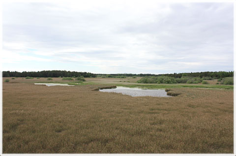 Gotland, Träskmyr och Vasteån - foto: Bernt Enderborg