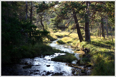 Gotland, Vitärtskällan - foto: Bernt Enderborg