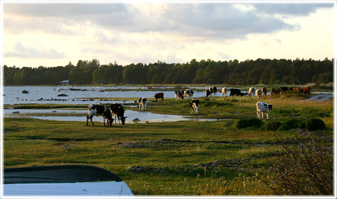 Gotland, Andetappare - foto: Bernt Enderborg