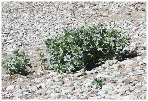 Gotland, Martorn - Eryngium maritimum - foto: Bernt Enderborg