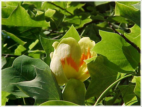 Gotland, De blommande trädens glada tankar - foto: Bernt Enderborg