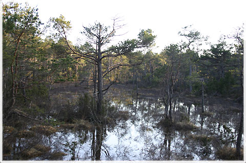 Gotland, Trullträsk - Lindhammarsmyr - foto: Bernt Enderborg