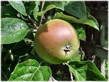 Gotland, Godaste äpple - Gotland smakar gott - foto: Bernt Enderborg