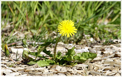 Gotland, Det ordnar sig - foto: Bernt Enderborg