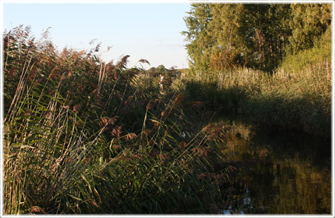 Vstergarn fiskelge