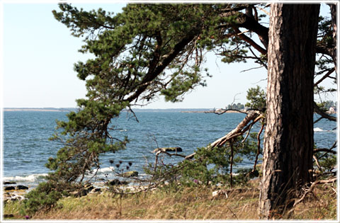 Gotland, Flodhästen i Ljugarn - foto: Bernt Enderborg