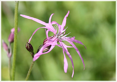 Gotland, Gökblomster - foto: Bernt Enderborg