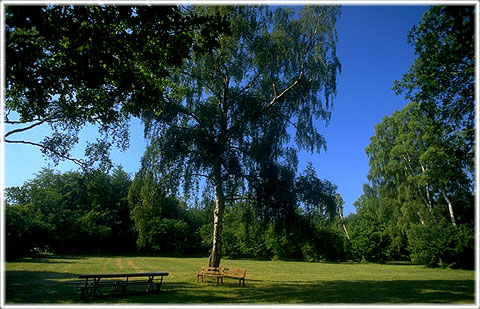 Gotland, Öja kyrkäng - foto: Björn Pettersson