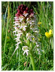 Blomster i Hulte kruppar