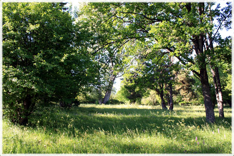 Gotland, Stenkumla prästäng - foto: Bernt Enderborg