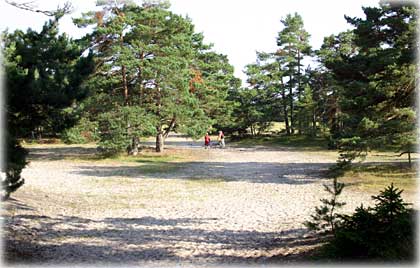 Gotland, De gömda stränderna - foto: Bernt Enderborg