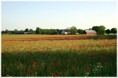 Gotland, Ett blommande land - foto: Bernt Enderborg