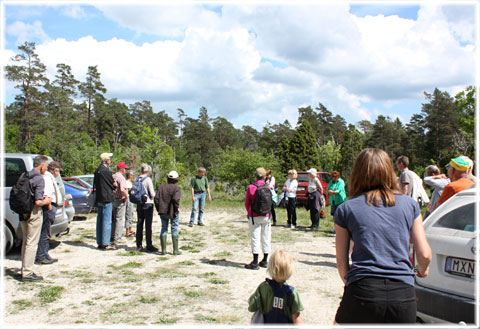 Gotland, En vandring i Fjäle ängar - foto: Bernt Enderborg