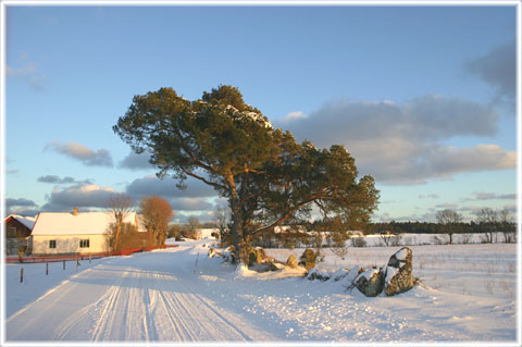 Gotland, Butravjs - foto: Bernt Enderborg