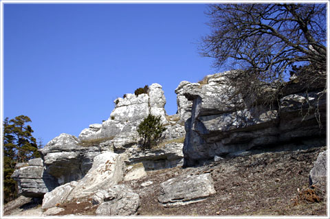 Gotland, Husken - foto: Bernt Enderborg