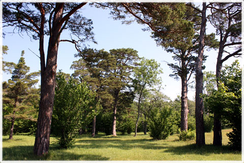 Gotland, Hall kyrkänge - foto: Bernt Enderborg