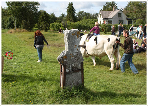 Gotland, Minneskors i Kräklingbo - foto: Bernt Enderborg