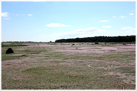 Gotland, Trift - foto: Bernt Enderborg